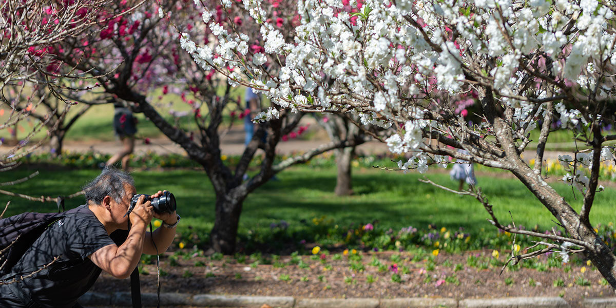 Photographer taking picture with camera in front of cherry blossom tree