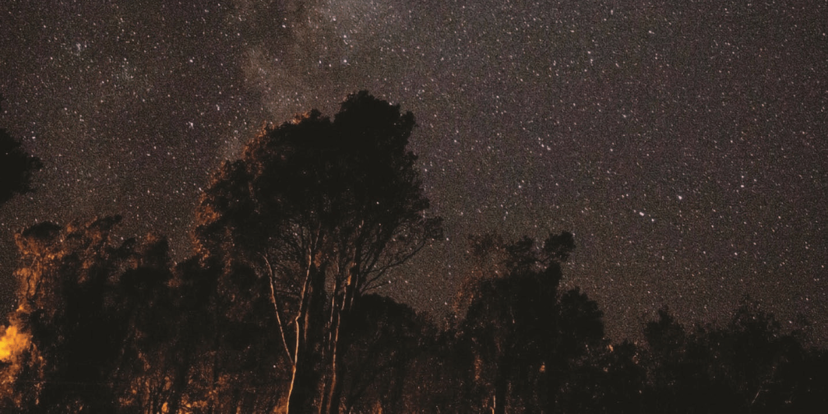 A starry night sky with gumtrees in the foreground.