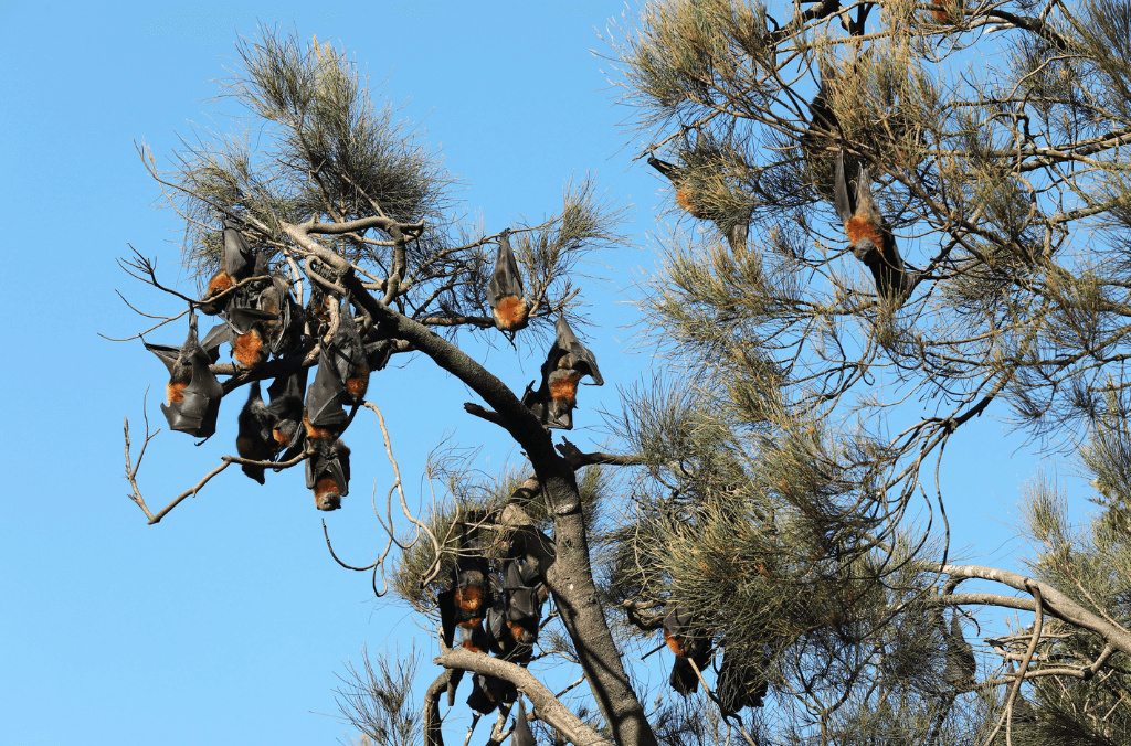 Flying Fox.