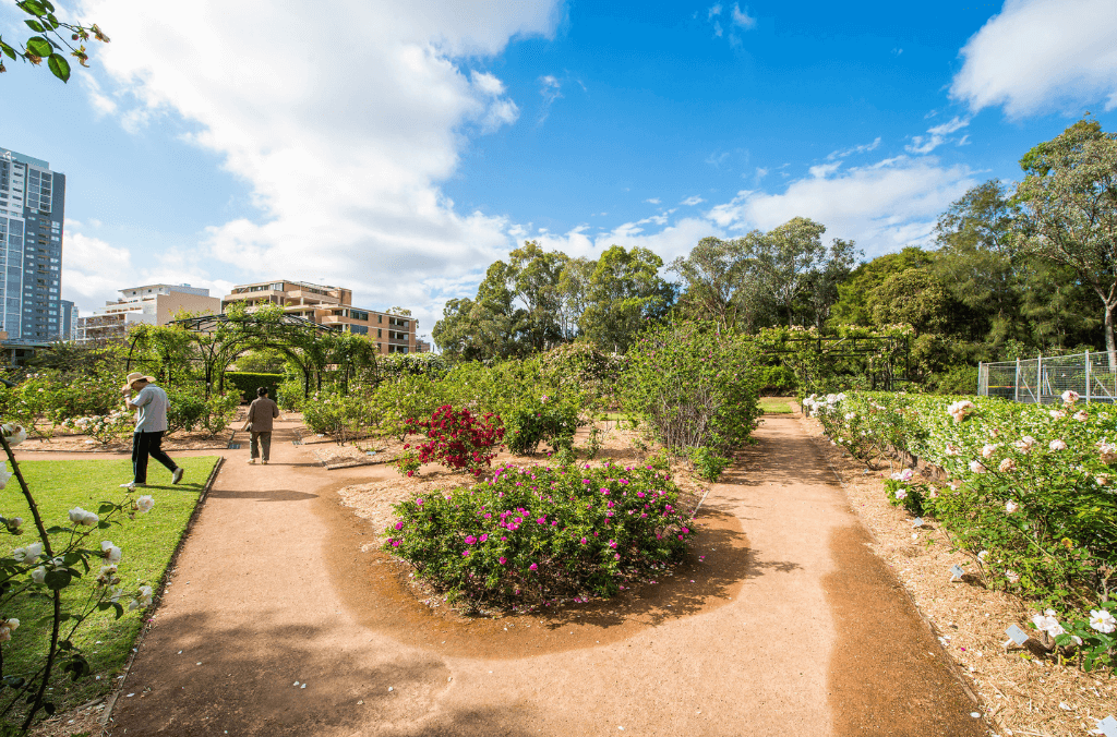 Rumsey Rose Garden.