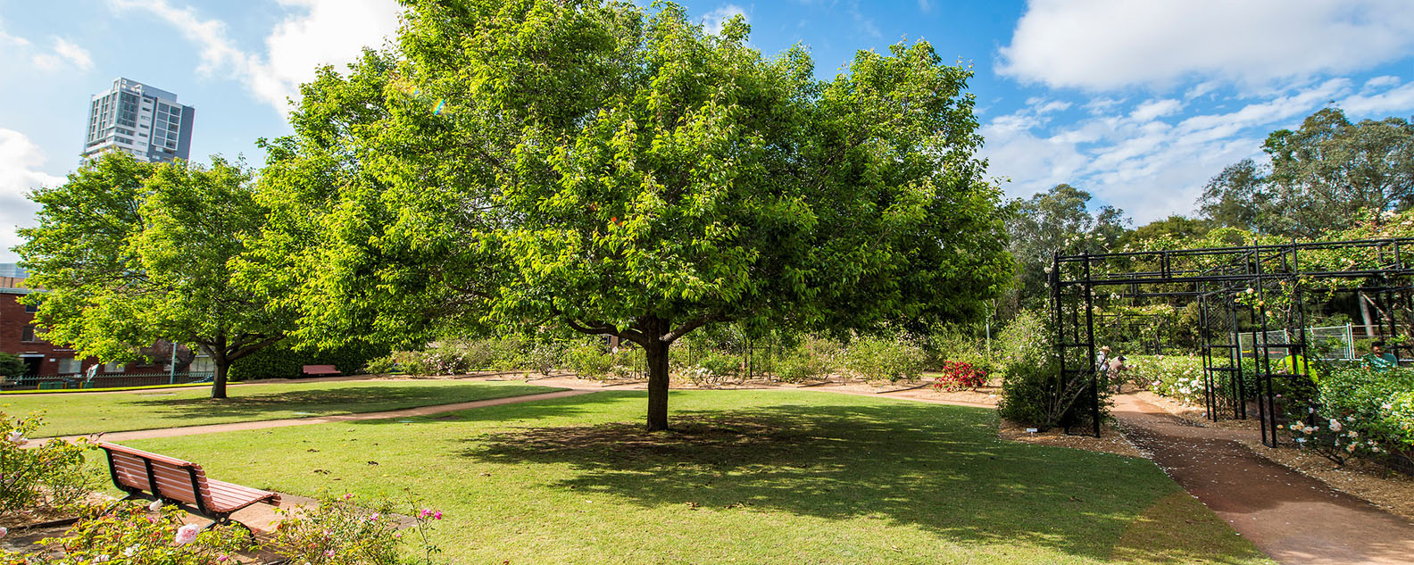 Large green tree at Rumsey Rose Garden.