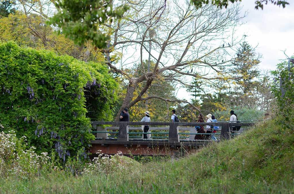 A group of people walks over a bridge in the lush, green Wistaria gardens, surrounded by beautiful plants and trees.