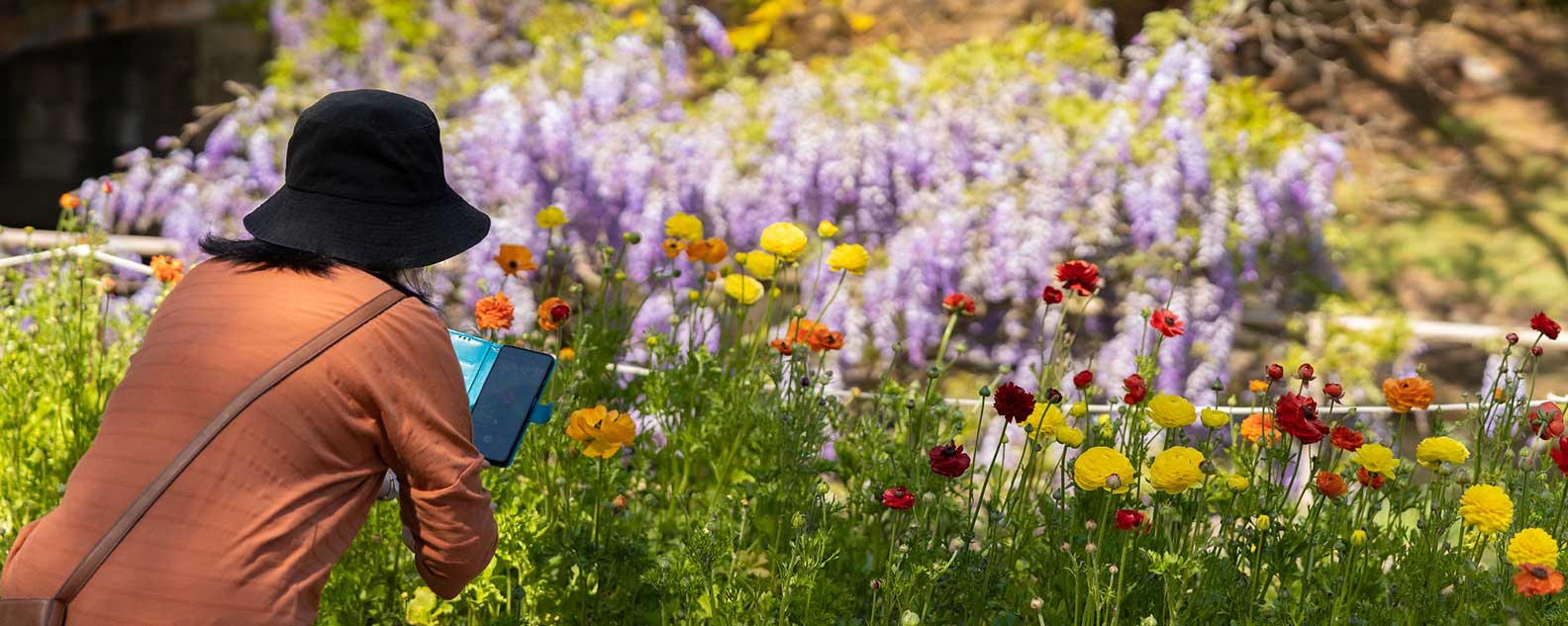 A woman takes a picture of blooming flowers, appreciating the bright colors and beauty of the garden scene.