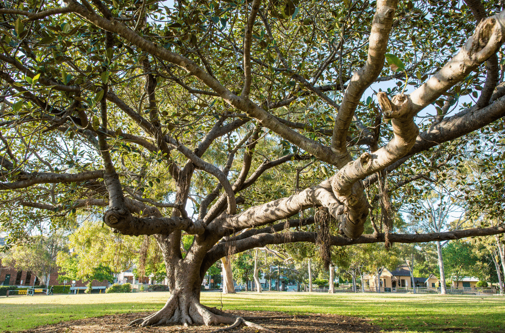 Tree in Parramatta Park.