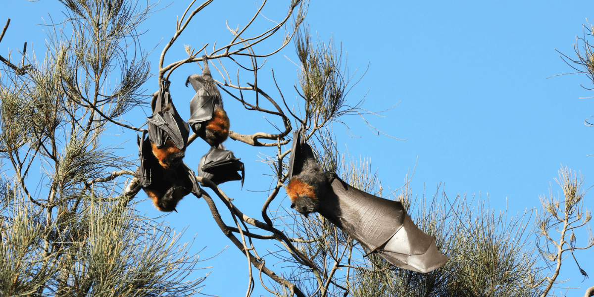 Flying Fox.