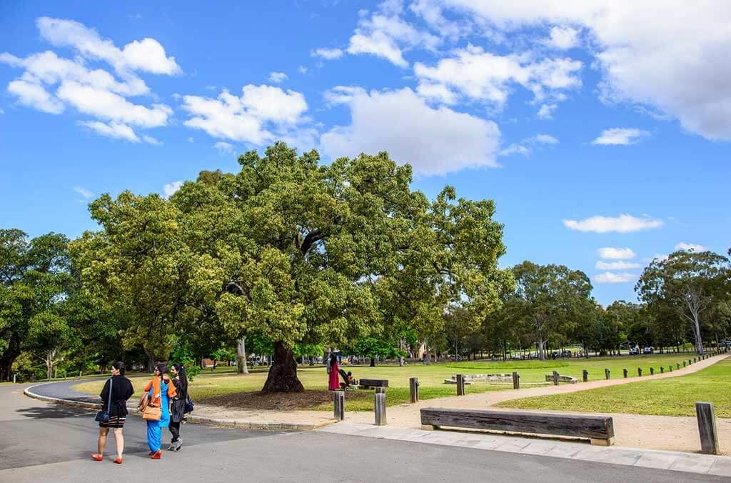 A group of people strolls through a park, enjoying the fresh air near a large tree.