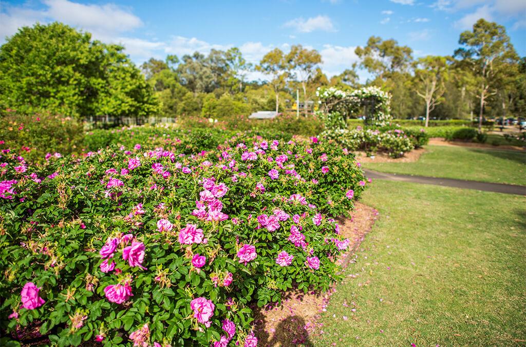 Pink flowers blossoming at Rumsey Rose Garden.